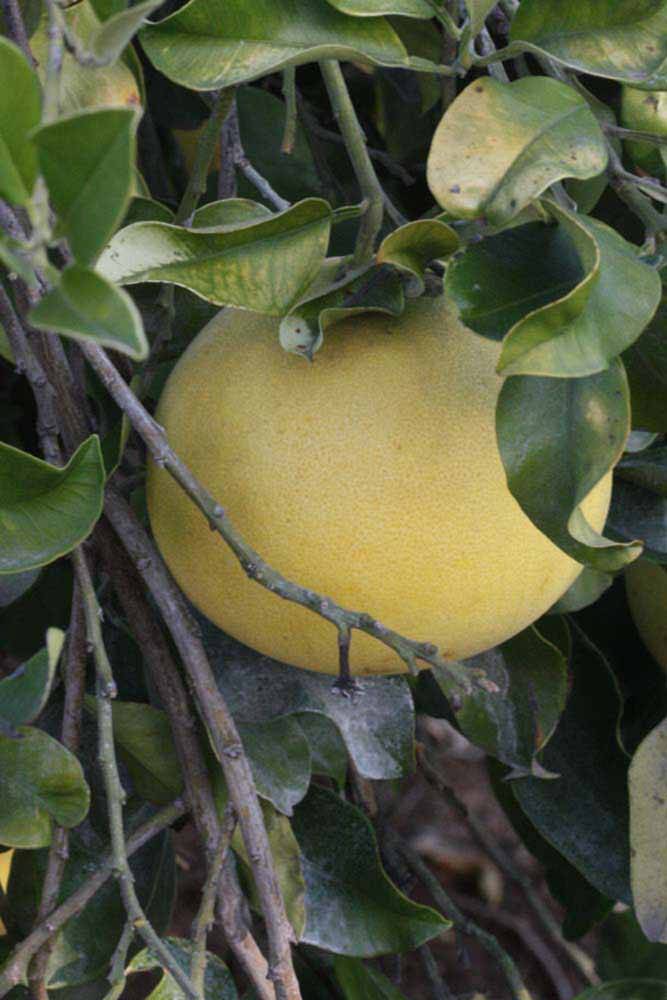            Fruit (Riverside, CA)   